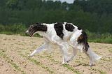 BARZOI 015
